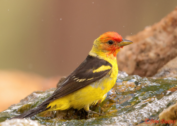 A stunning male Western Tanager bathes at a bubbling ripple in Queen Creek.