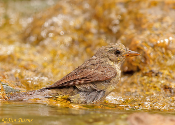 Western Tanager juvenile female bathing----5159
