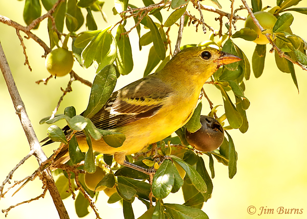 Western Tanager female in Texas Persimmon--6832