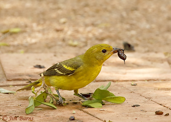 Western Tanager female with persimmon--6864