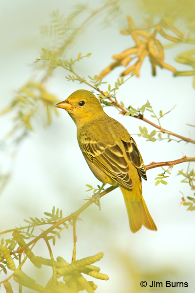 Western Tanager female