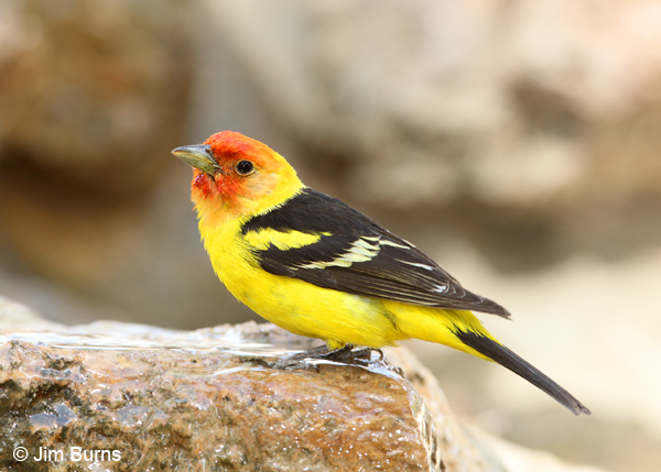 Western Tanager male at waterhole