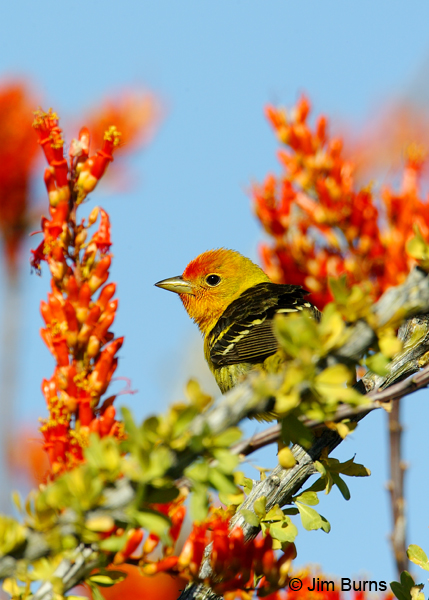 Western Tanager male in Ocotillo
