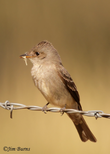 Western Wood-Pewee with nesting material--5081