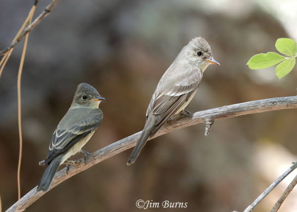 Western Wood-Pewee adult (right)I with juvenile(left) #2--9865