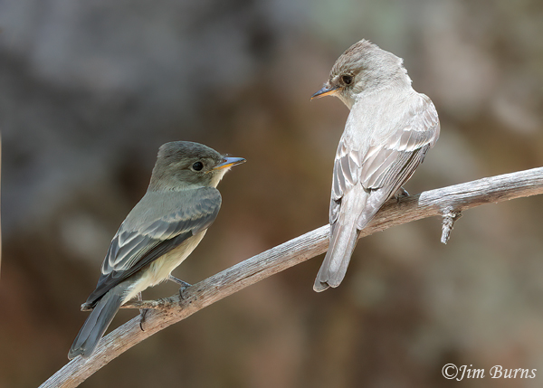 Western Wood-Pewee adult (right)I with juvenile(left)--9868