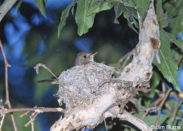 Western Wood-Pewee on nest