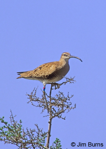 Leg-banded Whimbrel in tree