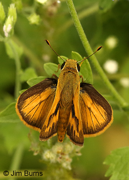 Whirlabout male open wings, Texas