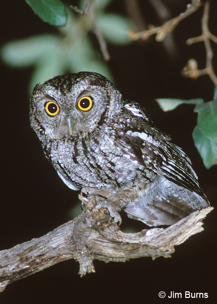 whiskered owl