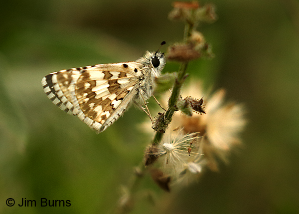 White Checkered-Skipper folded up on a cloudy, 60 degree day, Texas