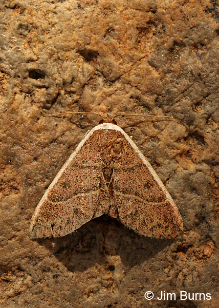 White Edge Moth #2, Arizona