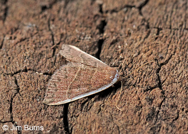 White Edge Moth dorsolateral view, Arizona