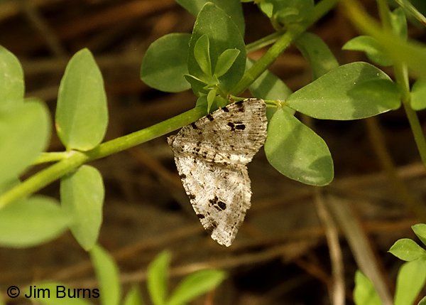 White Pine Angle Moth-9669