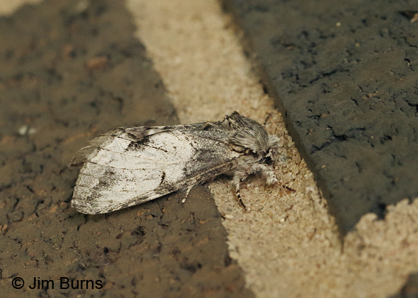 White-blotched Heterocampa Moth, Arkansas