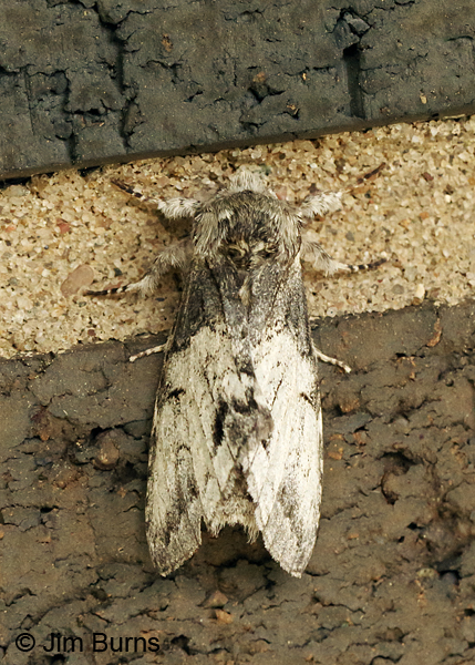 White-blotched Heterocampa Moth dorsal view, Arkansas