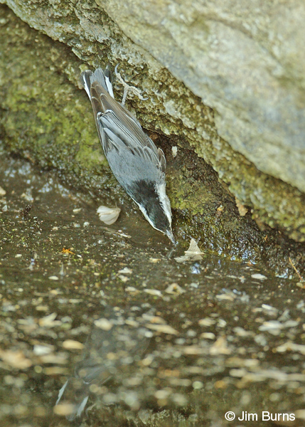 White-breasted Nuthatch taking dead moths from water