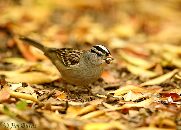 White-crowned Sparrow with Chinese Pistache berry--3173