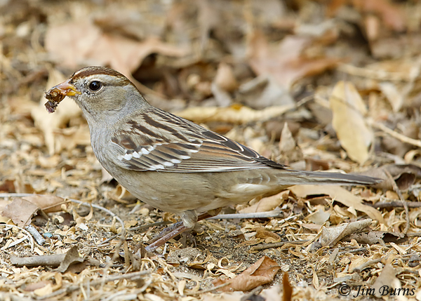 White-crowned Sparrow with Chinese Pistache berry--8499
