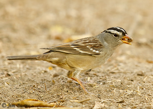 White-crowned Sparrow with Chinese Pistache berry #2--8636