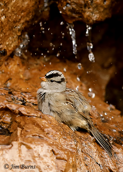 Every winter brings flocks of White-crowned Sparrows to the arboretum. Here, one bathes at The Grotto in the Wallace Garden.
