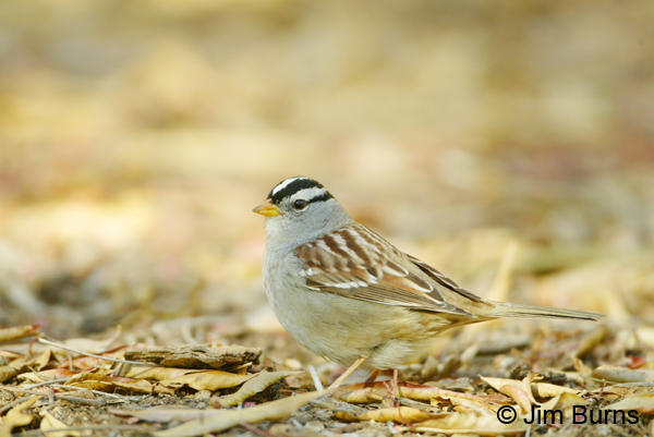 White-crowned Sparrow (gambelii) in winter