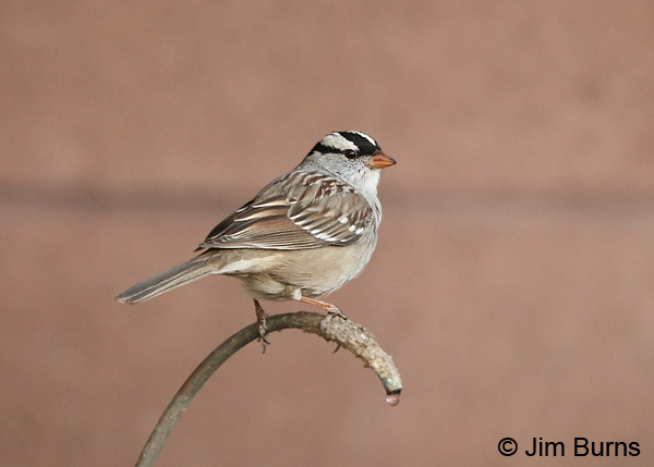 White-crowned Sparrow (oriantha) in winter