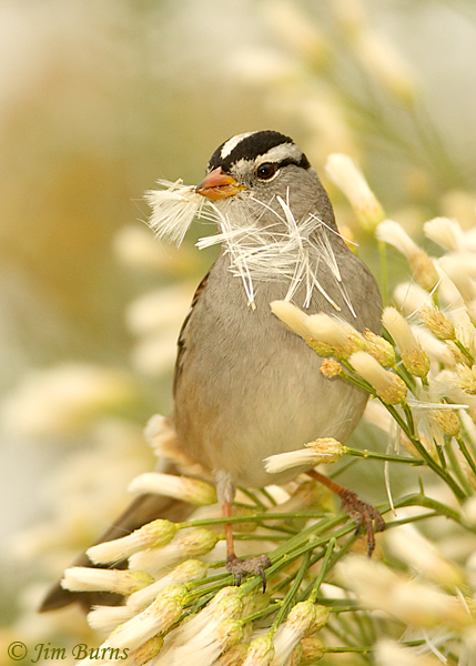 White-crowned Sparrow in Desert Broom--1466