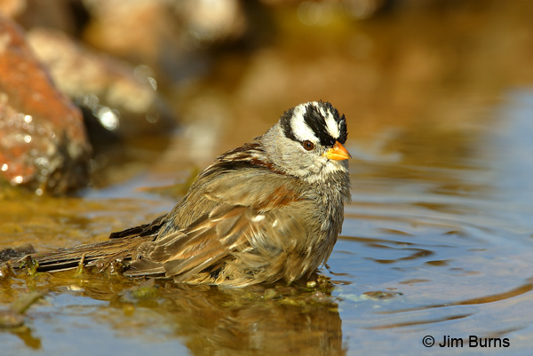 White-crowned Sparrow adult bathing