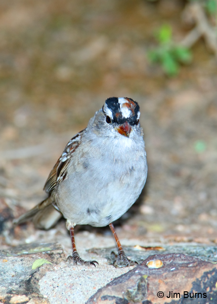White-crowned Sparrow molting into adult plumage