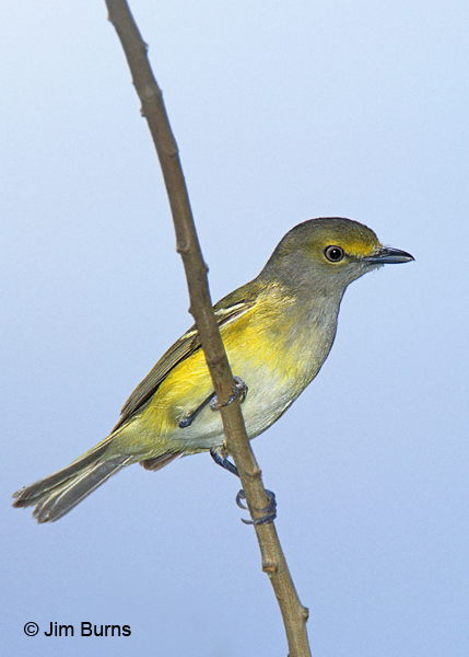 White-eyed Vireo yellow spectacles