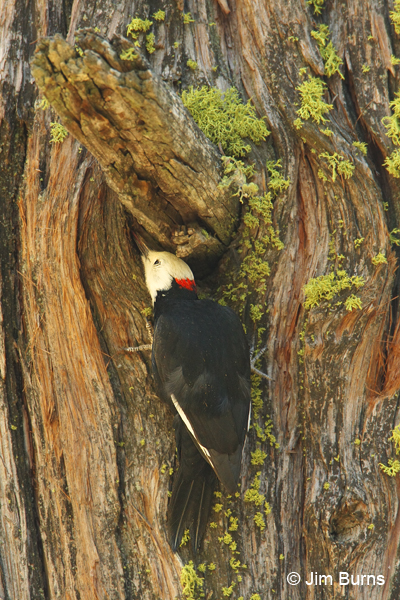 White-headed Woodpecker male searching for insects