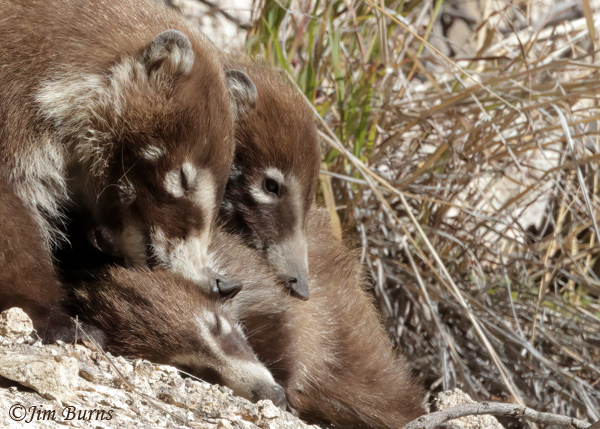Some winters bring roving bands of female White-nosed Coatimundi and their young of the year. Here a mama rests below Magma Ridge with two kits.