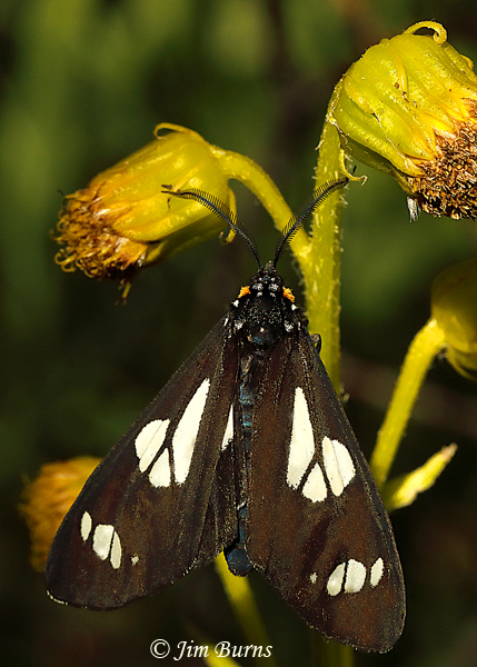 White-spotted Black Diurnal  Moth, Arizona--5042