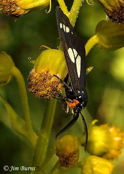White-spotted Black Diurnal  Moth, Arizona--5048