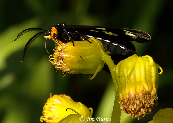 White-spotted Black Diurnal  Moth, Arizona--5050