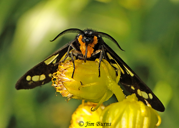 White-spotted Black Diurnal Moth, Arizona--5052