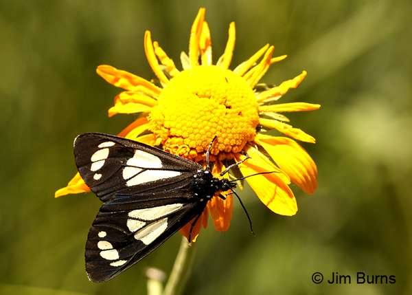 White-spotted Black Diurnal Moth, dorsal view, Arizona