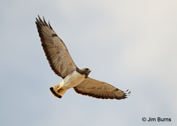 White-tailed Hawk in flight ventral view
