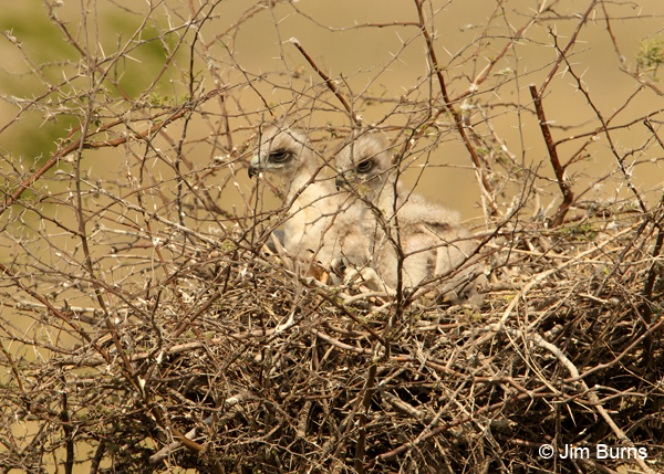 White-tailed Hawk nest with nestlings