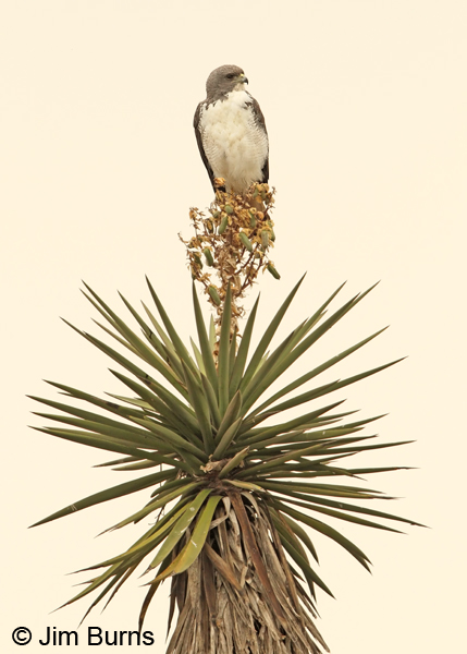White-tailed Hawk on Yucca #2
