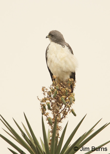 White-tailed Hawk on Yucca