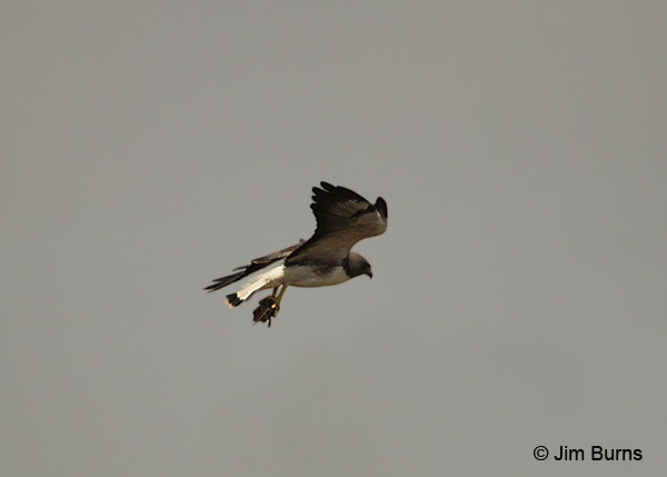 White-tailed Hawk with mouse