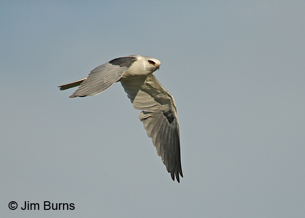 White-tailed Kite adult in flight, dorsal wing view