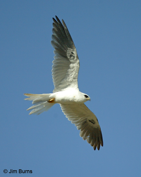 White-tailed Kite in flight overhead
