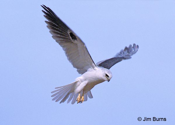 White-tailed Kite kiting ventral view
