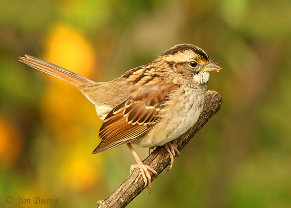 White-throated Sparrow adult tan stripe morph--0578