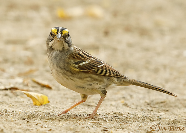 White-throated Sparrow juvenile white-striped morph yellow lores--8485
