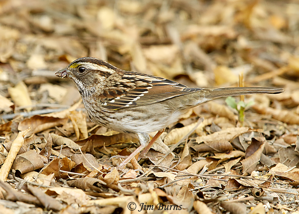 White-throated Sparrow juvenile white-striped morph feeding in leaf duff--8518