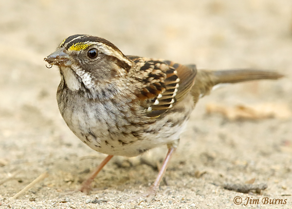 White-throated Sparrow juvenile white-striped morph with mouth full of insects--8527